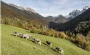 Kühe Wiese Bauernhof Tschamernik Kaisertal