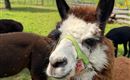 Lama