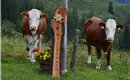 Obere Steinbergalm Kufstein Kühe