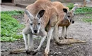 Raritätenzoo Ebbs Tiere