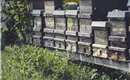 Tiroler Bienenalm Thiersee Bienenstöcke